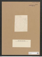 Diatomeae indet. Zeichnungen Sammlung Grunow Nr. 5049 (NHMW-BOT-W0373311)